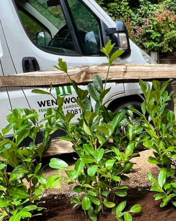 wentworth landscaping laurel hedge planting van
