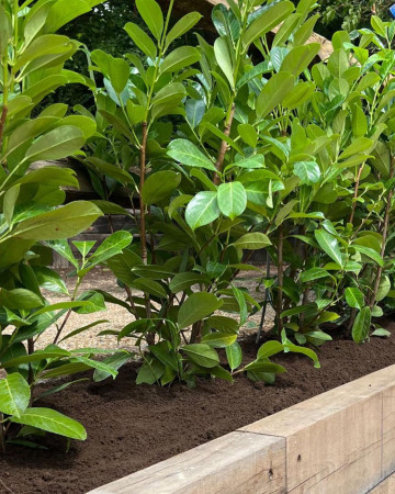 wentworth landscaping laurel hedge planting raised bed